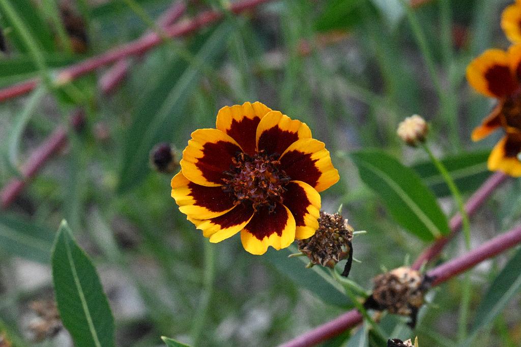 2025-08270221 Tower Hill Botanic Garden, MA.JPG - Plains  Coreopsis (Coreopsis tinctoria). New England Botanic Garden at Tower Hill, MA, 8-27-2025